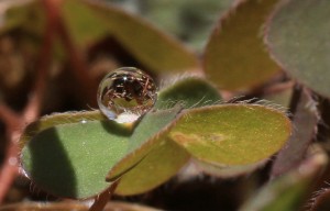 goutte7850